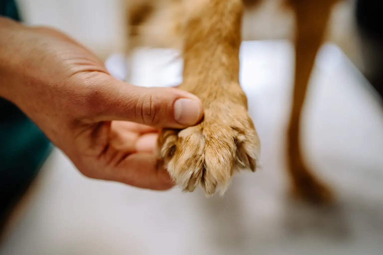 Tierärztin mit Hund in einer entspannten Untersuchungssituation